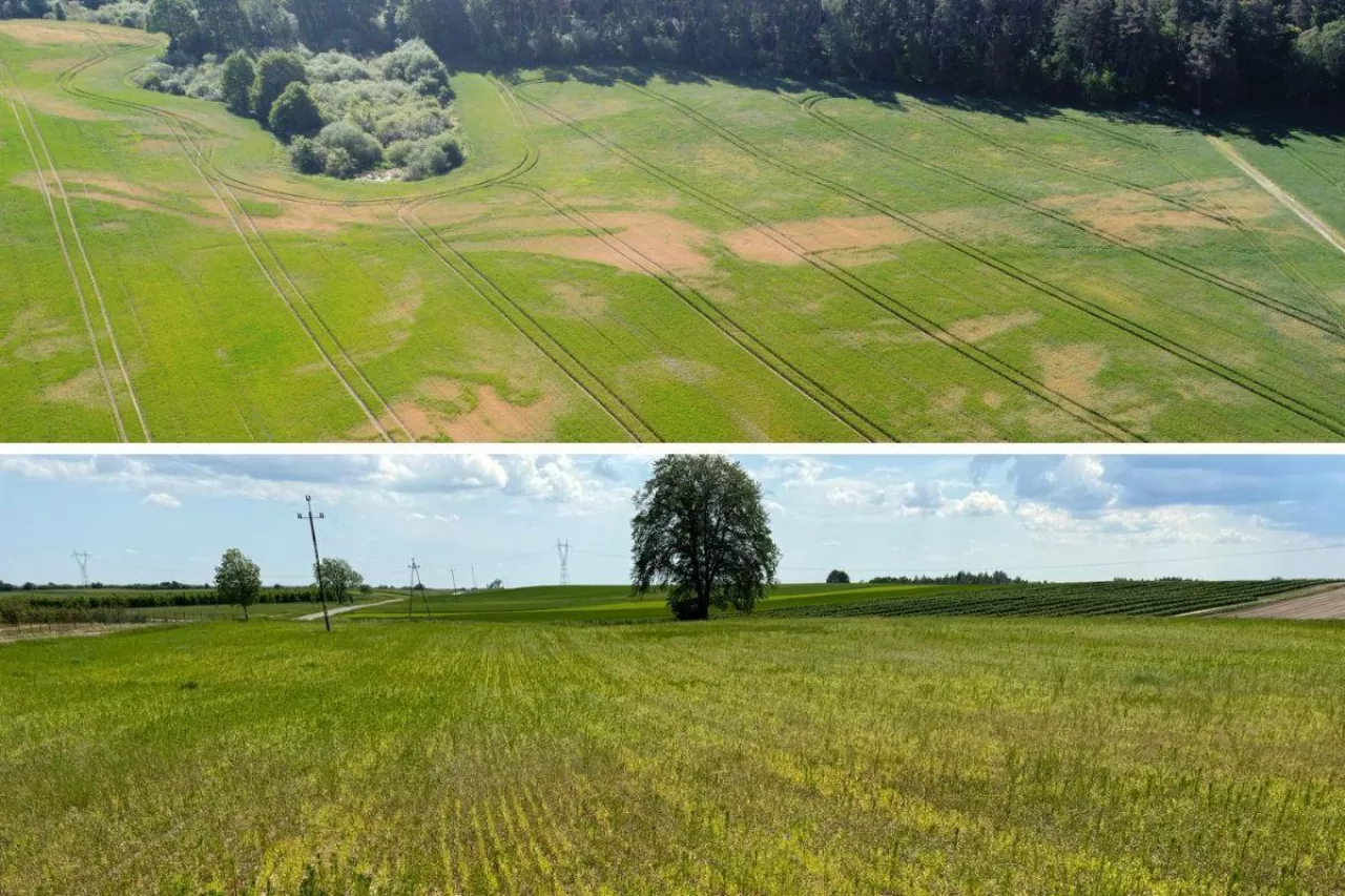 Susza dobija rolników. ”Daję krowom siano, bo nie ma trawy”