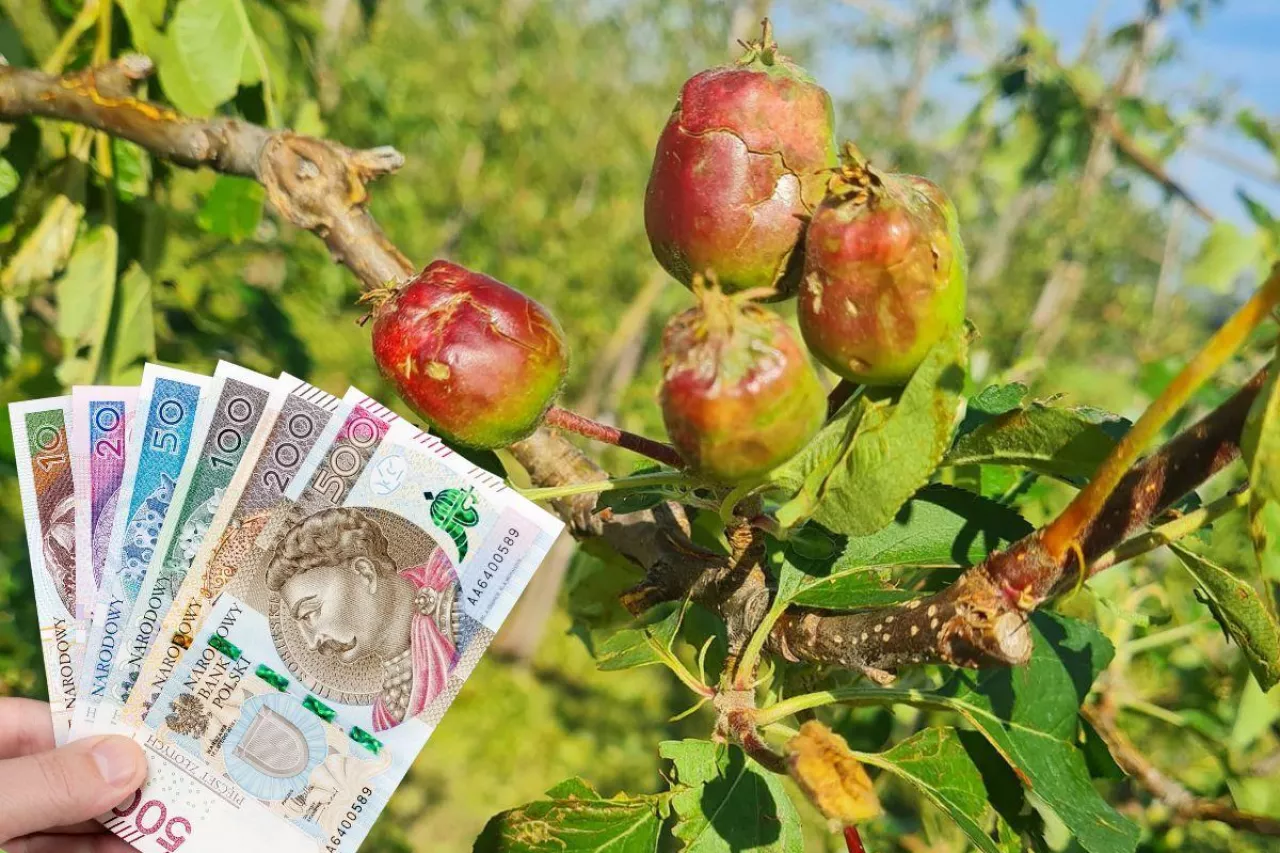 300 tys. zł na zasiłki dla rolników. Kto dostanie pieniądze?