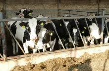 Jałówki urodzone przez krowy, które doświadczyły stresu cieplnego w późnej ciąży, mają niższą wydajność mleczną podczas pierwszej laktacji, co sugeruje, że środowisko matki może zmieniać rozwój gruczołu mlekowego potomstwa