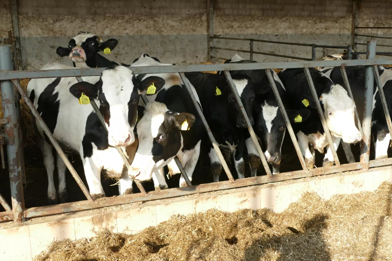 Jałówki urodzone przez krowy, które doświadczyły stresu cieplnego w późnej ciąży, mają niższą wydajność mleczną podczas pierwszej laktacji, co sugeruje, że środowisko matki może zmieniać rozwój gruczołu mlekowego potomstwa