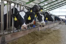 Ślad klimatyczny szybko dotknie polskie mleczarnie i rolników