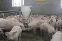 ”Wieprze są lepsze” - forum o trendach w produkcji i na rynku świń