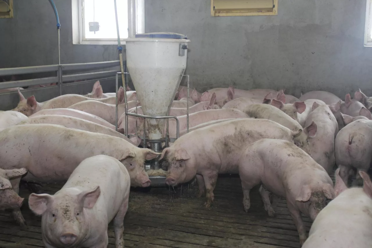 ”Wieprze są lepsze” - forum o trendach w produkcji i na rynku świń