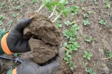 Struktura gleby jest zupełnie inna niż wcześniej, przy uprawie płużnej lekka gleba przesypywała się przez palce, dziś w trzynastym sezonie uprawy bezorkowej nawet przy suchym roku ziemia jest gruzełkowata i ma odpowiednią strukturę