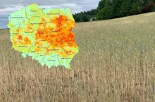 IUNG stwierdza suszę rolniczą w całej Polsce