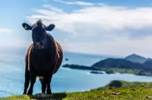 Producenci mleka z Oceanii mierzą się z podobnymi problemami co rolnicy z Unii Europejskiej czy Stanów Zjednoczonych. W związku z tym prognozy dotyczące produkcji mleka chociażby w Nowej Zelandii, wskazują na spadek jego ilości. 