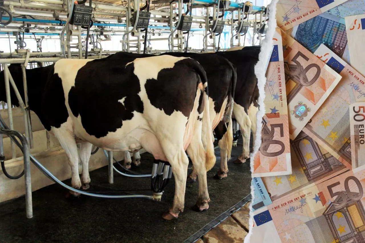 Mleczarnie w Niemczech podnoszą ceny mleka w skupie. Ile płacą?