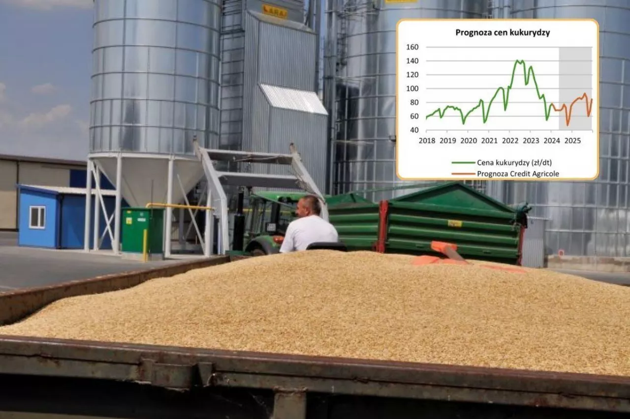 Jakie będą ceny zbóż w sezonie 2024/2025?