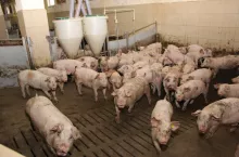 Fatalne prognozy z rynku trzody: ceny świń spadną o ponad 20%