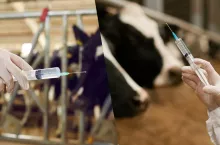 Nowa szczepionka dla krów na chorobę niebieskiego języka. Jaka skuteczność?