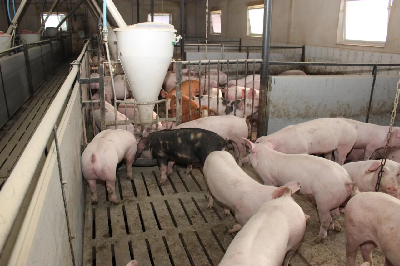 Jakie są ceny świń w Polsce?