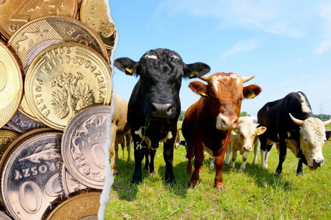 Rolniczka z Mazowsza: Musimy ciąć koszty, żeby ratować hodowlę zwierząt