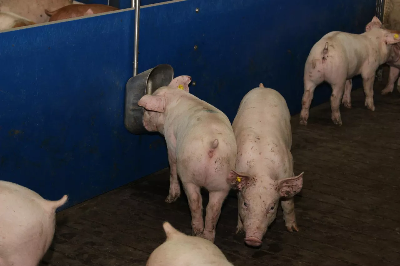 Koszty produkcji świń w Europie są ogromne. Z Brazylią nie mamy szans?