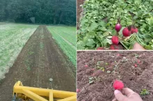Rolnik z Wielkopolski zaorał rzodkiewkę. ”Polskę zalewają warzywa z importu” [WIDEO]