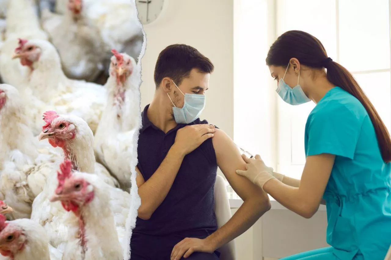 665 tys. szczepionek dla rolników przeciwko grypie ptaków. Kto w pierwszej kolejności?