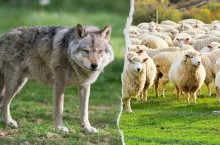 Wilki urządziły rzeź w stadzie owiec pod Kłodzkiem. ”Żadne zabezpieczenia nie pomagają”