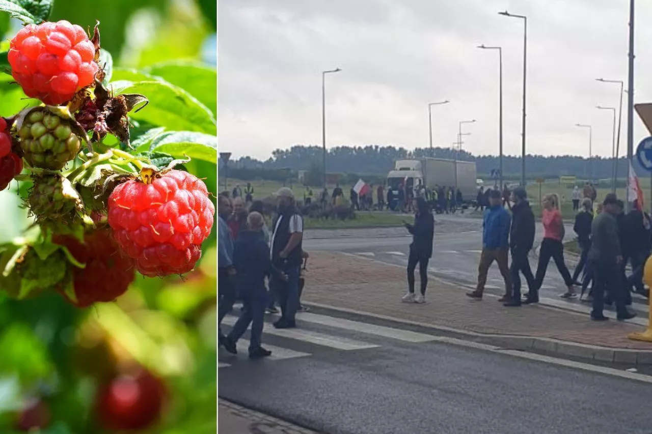 Ceny malin jak 20 lat temu. Rolnicy zablokują przetwórnie na Lubelszczyźnie!