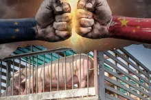 Jedna decyzja Chin, a ceny świń polecą na łeb na szyję