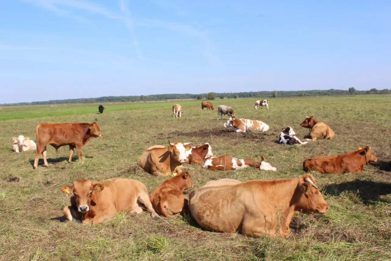 Jakie są aktualne ceny bydła w Polsce?