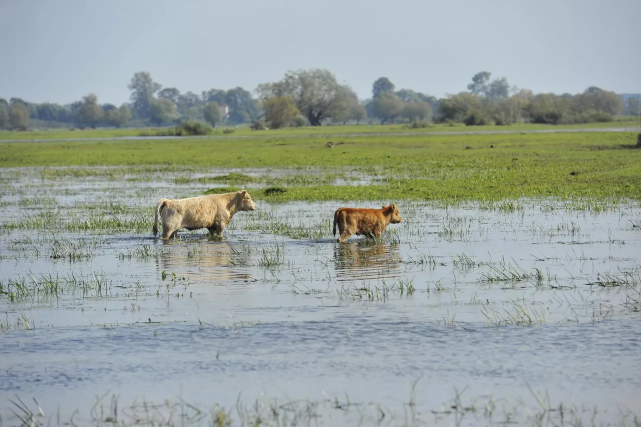 Odbudowa Zasobów Przyrodniczych przyjęta. Czy tysiące hektarów będzie zalanych?