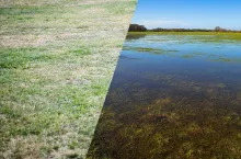 Jak są szacowane szkody suszowe na łąkach?