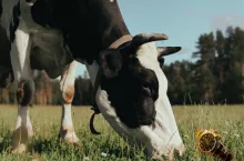 Krowy dają nie tylko mleko, ale też... złotego Rolexa!