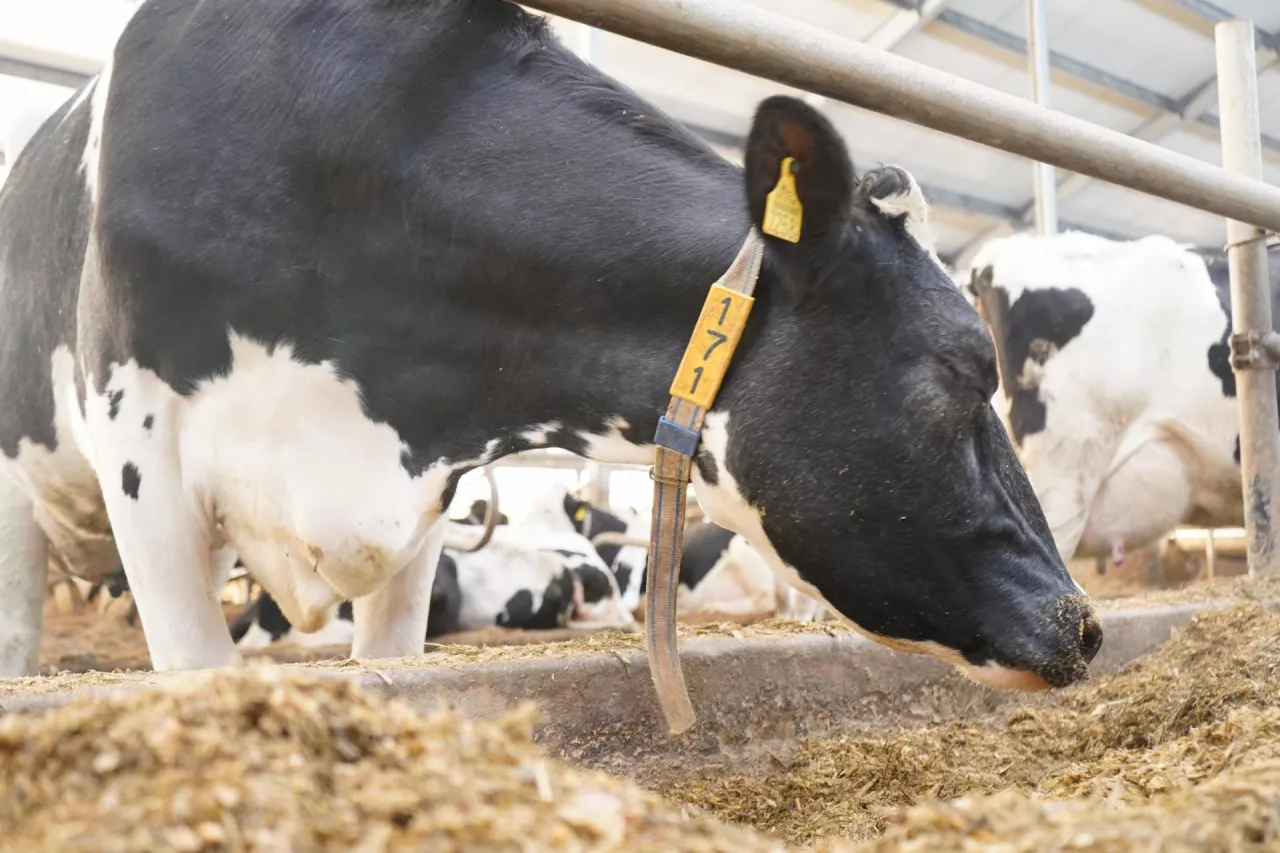Stosując w żywieniu dodatek mocznika można uzupełnić niedobór azotu w żwaczu, co przekłada się na wysoką efektywność bakterii zasiedlających układ pokrmowy krów