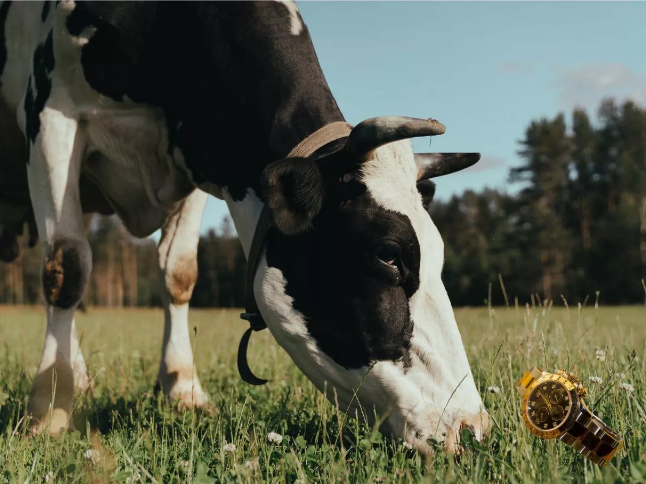 Krowy dają nie tylko mleko, ale też... złotego Rolexa!