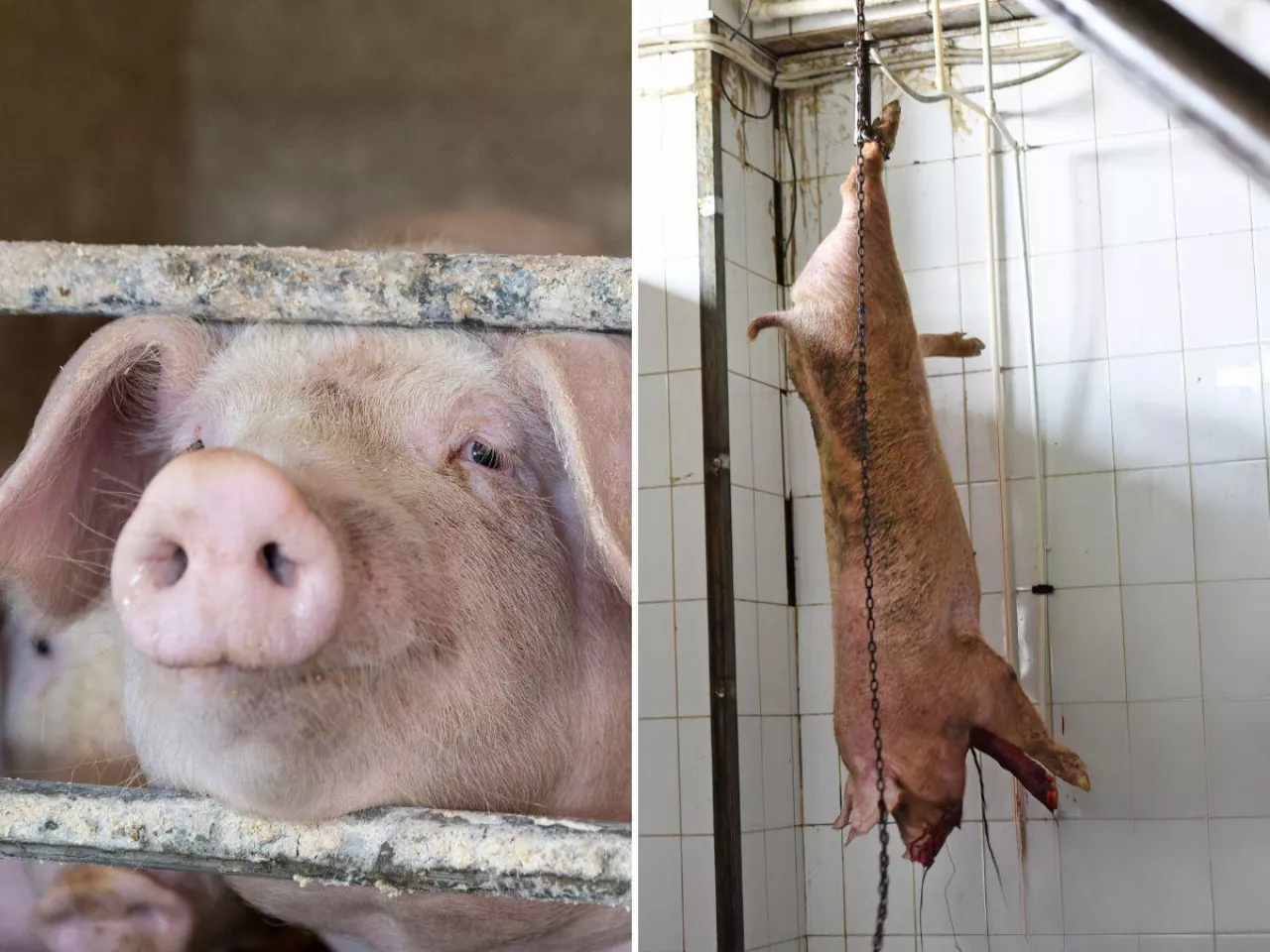 Ubój świni na użytek własny: czy rolnik może podarować kiełbasę?