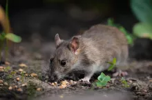 Szczury są wyjątkowo plennymi gryzoniami. W ciągu roku jedna samica  jest w stanie wydać aż 6 miotów, z których każdy liczyć może nawet kilkanaście osobników!