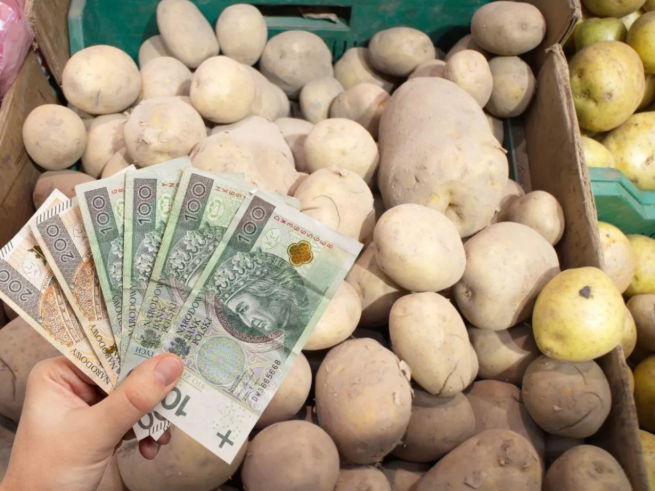 Ceny ziemniaków na giełdzie biją rekordy