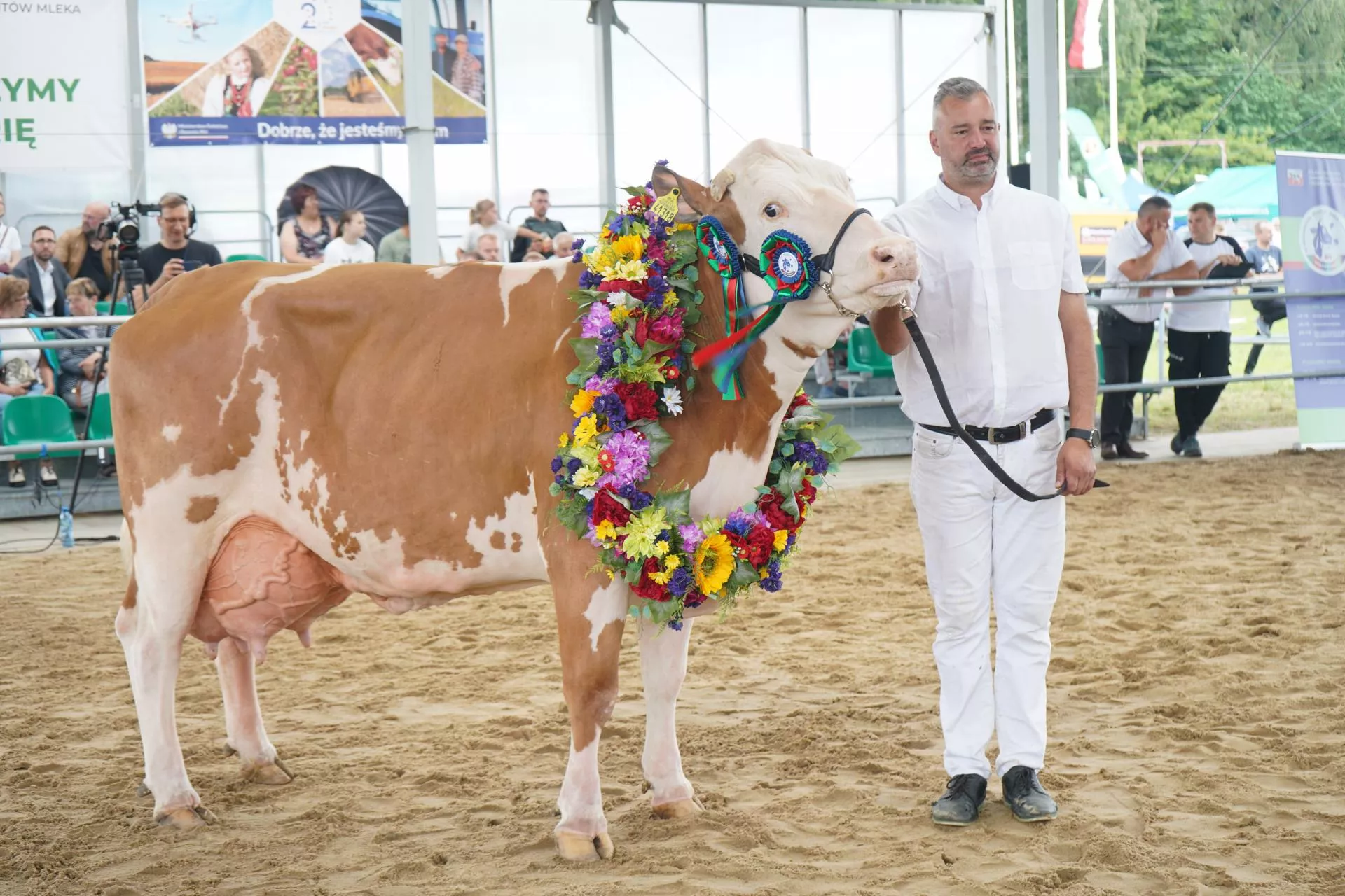 Wystawa Bydła Hodowlanego Bratoszewice 2024: mamy światowej klasy bydło