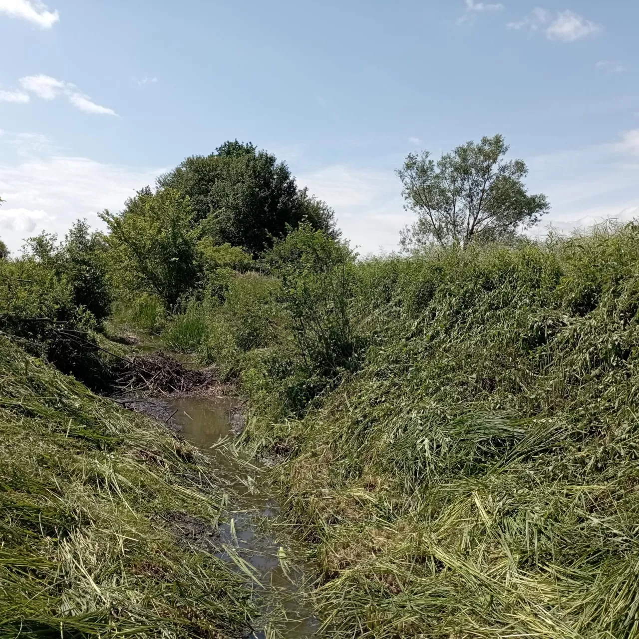 Fragment kanału odwadniającego z tamą bobrową, w obrębie którego wykonano koszenie brzegów