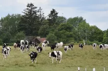 Krowy podczas wypasu.
