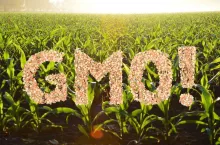 Ponad 2600 kontroli upraw GMO. Co sprawdzają inspektorzy?