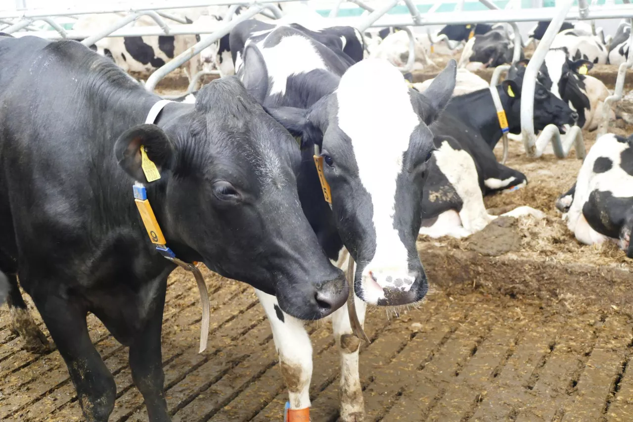 Analiza ekonomiczna wykazała, że krowy z wydłużoną laktacją mają niższe roczne koszty paszy i inseminacji oraz mniej zabiegów weterynaryjnych, ale także niższe roczne przychody z produkcji mleka