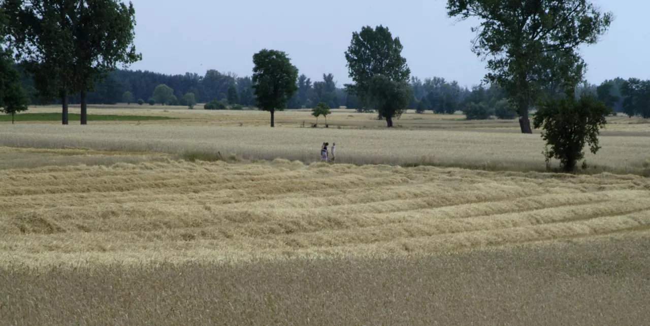 KRUS podał dane statystyczne dotyczące wypadków przy pracy.