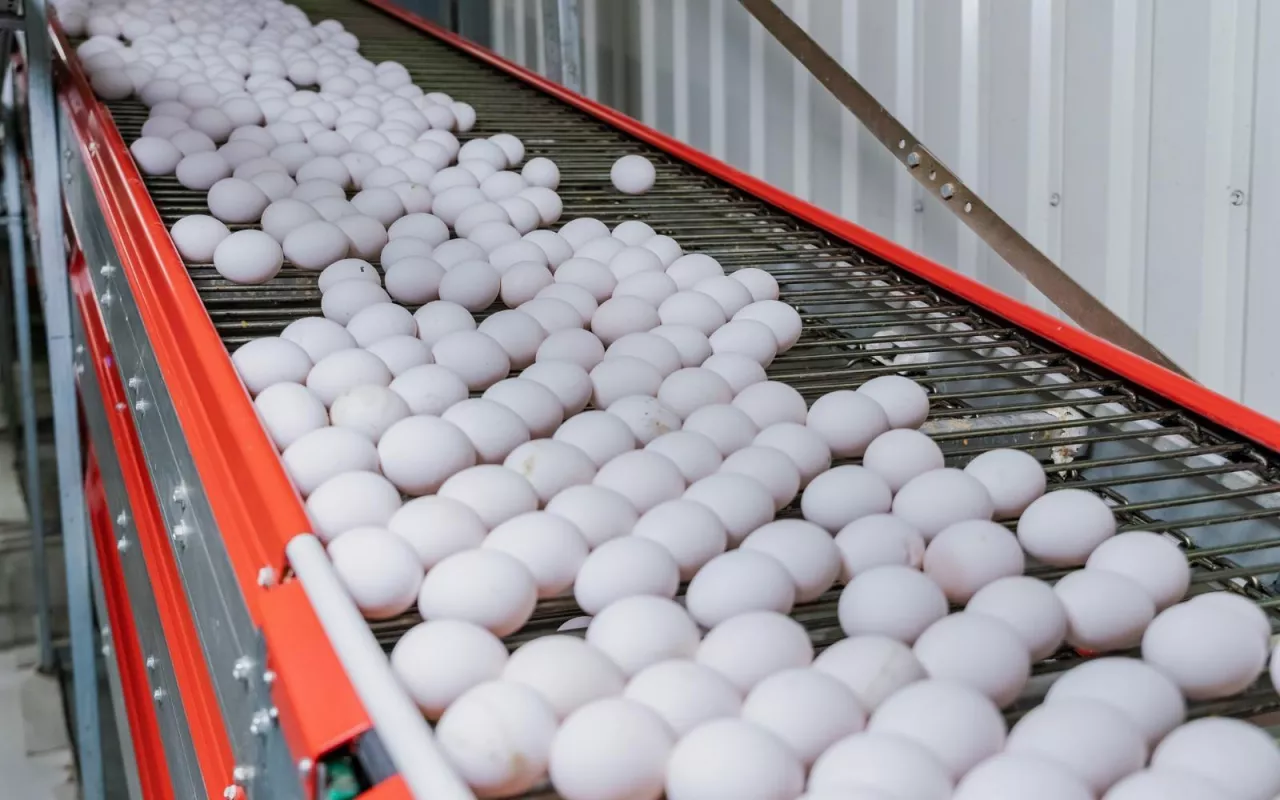 Według danych Ministerstwa Rolnictwa, w pierwszych trzech kwartałach 2023 roku import jaj z Ukrainy wzrósł o 755% w porównaniu do 2021 roku.