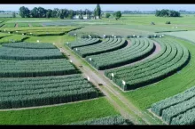 Poznańska Hodowla Roślin dostanie 19 mln zł dotacji na nowe odmiany zbóż i roślin strączkowych