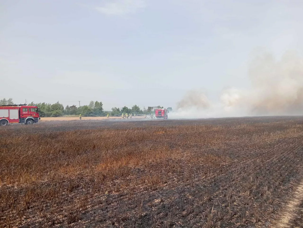 Strażacy przed dwie godziny walczyli z pożarem zboża na pniu w miejscowości Gortatowo.