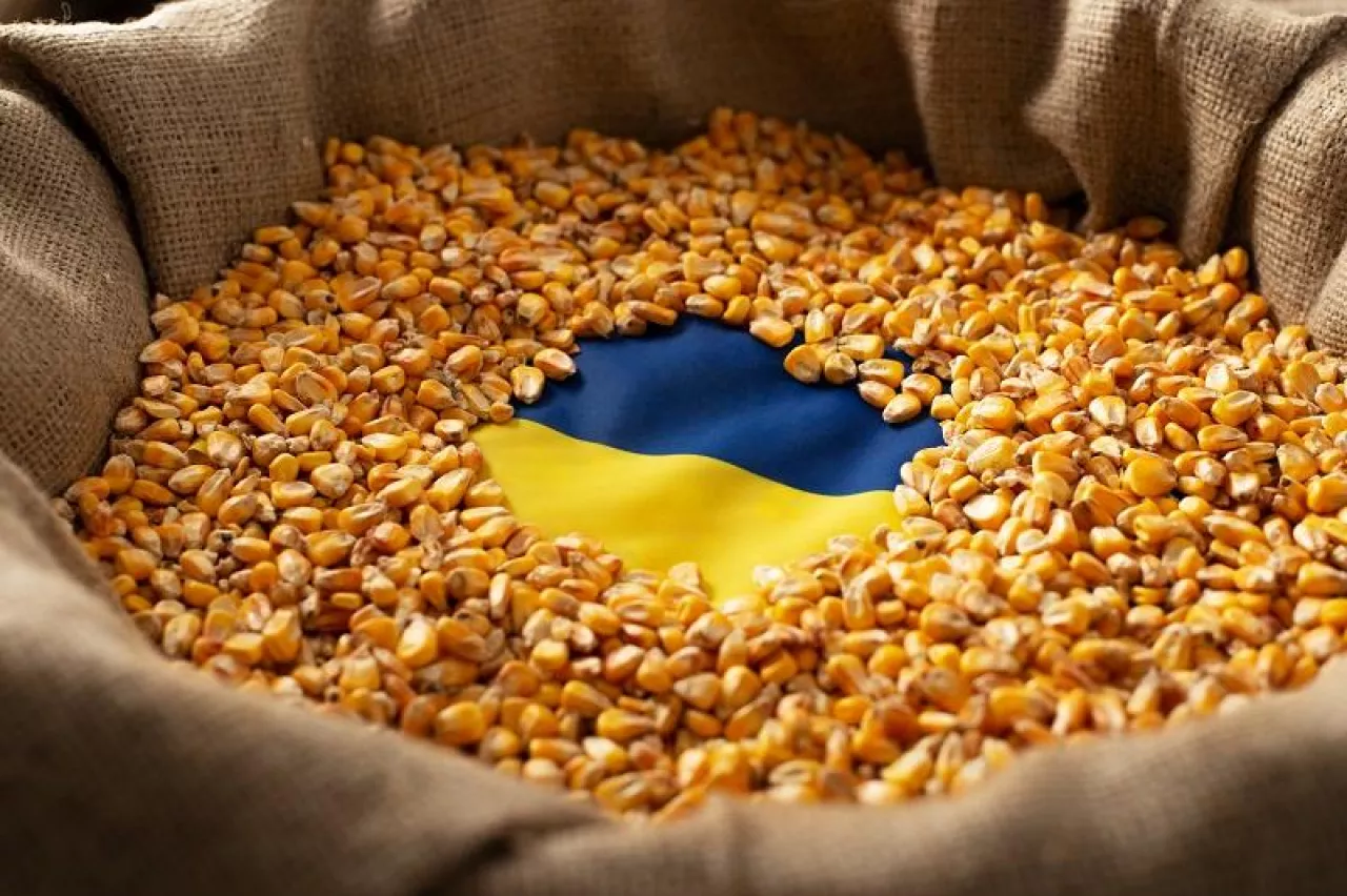 UE przywraca cła na produkty rolne z Ukrainy. Ale kukurydzy nie zatrzyma