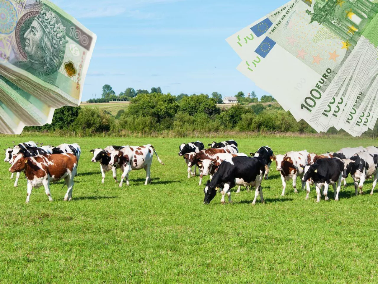 Jakie są ceny mleka w skupie w Polsce i w Niemczech. Jaka różnica za maj?