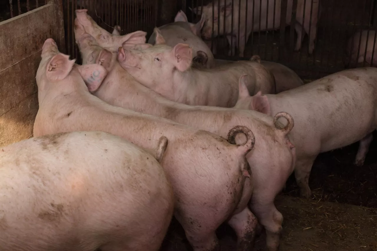 Jakie są ceny świń w Polsce?