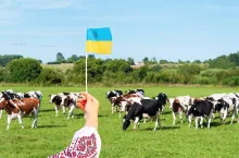 Dopłaty do krów na Ukrainie są 6-krotnie wyższe niż u nas. Co będzie dalej?