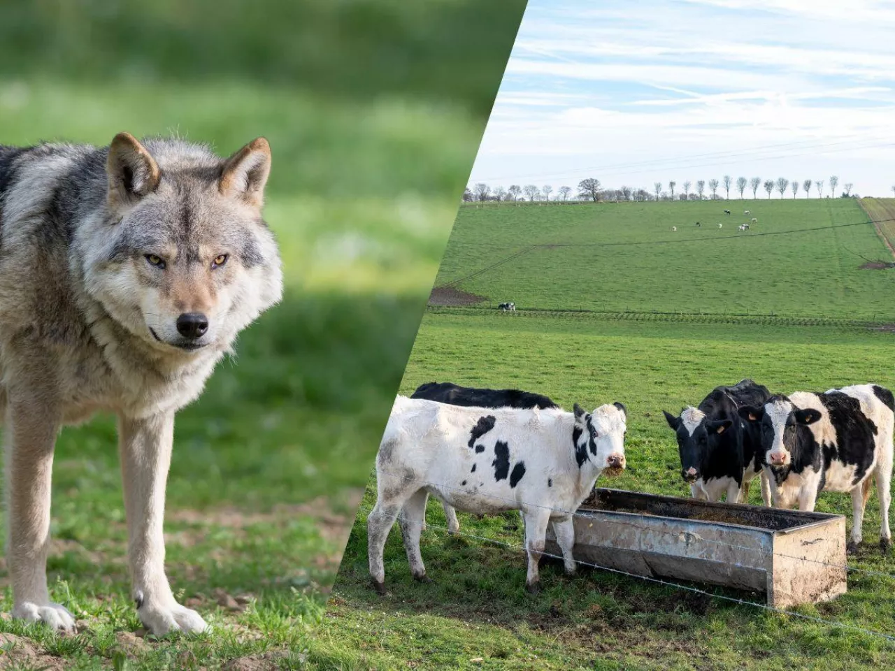 Ministerstwo rolnictwa chce zarządzania populacją wilków