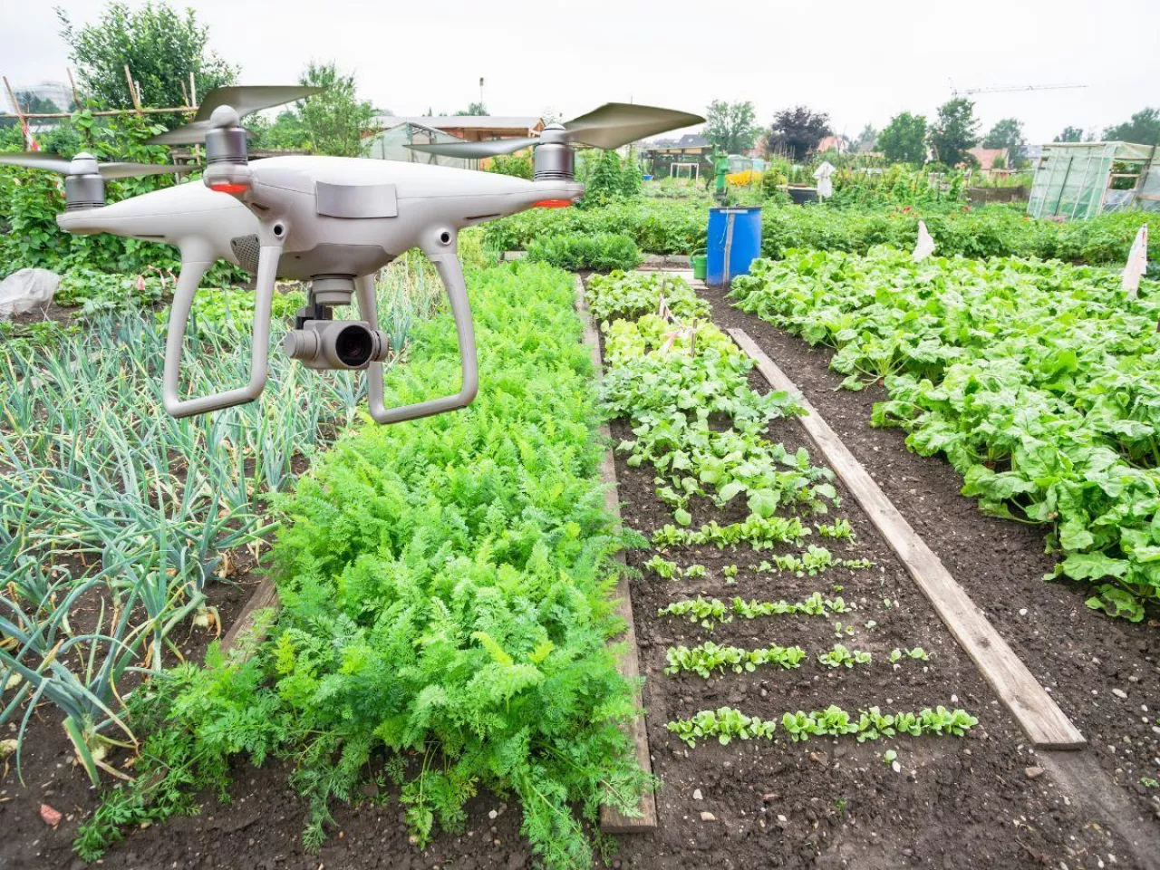 Sztuczna inteligencja w ogródku! Jak może pomóc w uprawie warzyw i kwiatów?