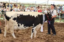 W kategorii krów rasy białogrzbieta zwyciężyła Soasna Sławomira Włodarczyka z miejscowości Gołąb