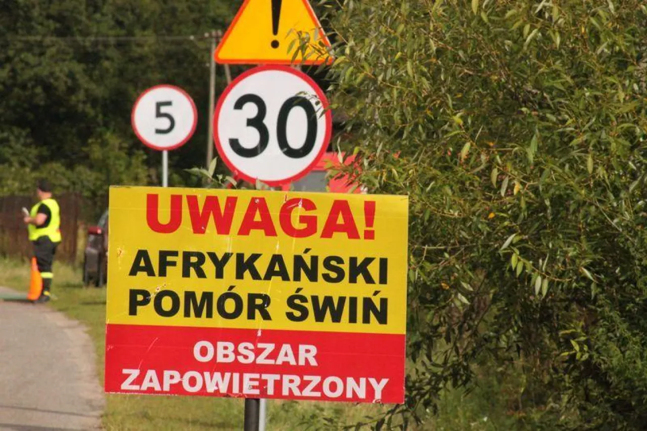 Ubój świń pod Kiszkowiem wstrzymany, ale wybuchło nowe ognisko ASF