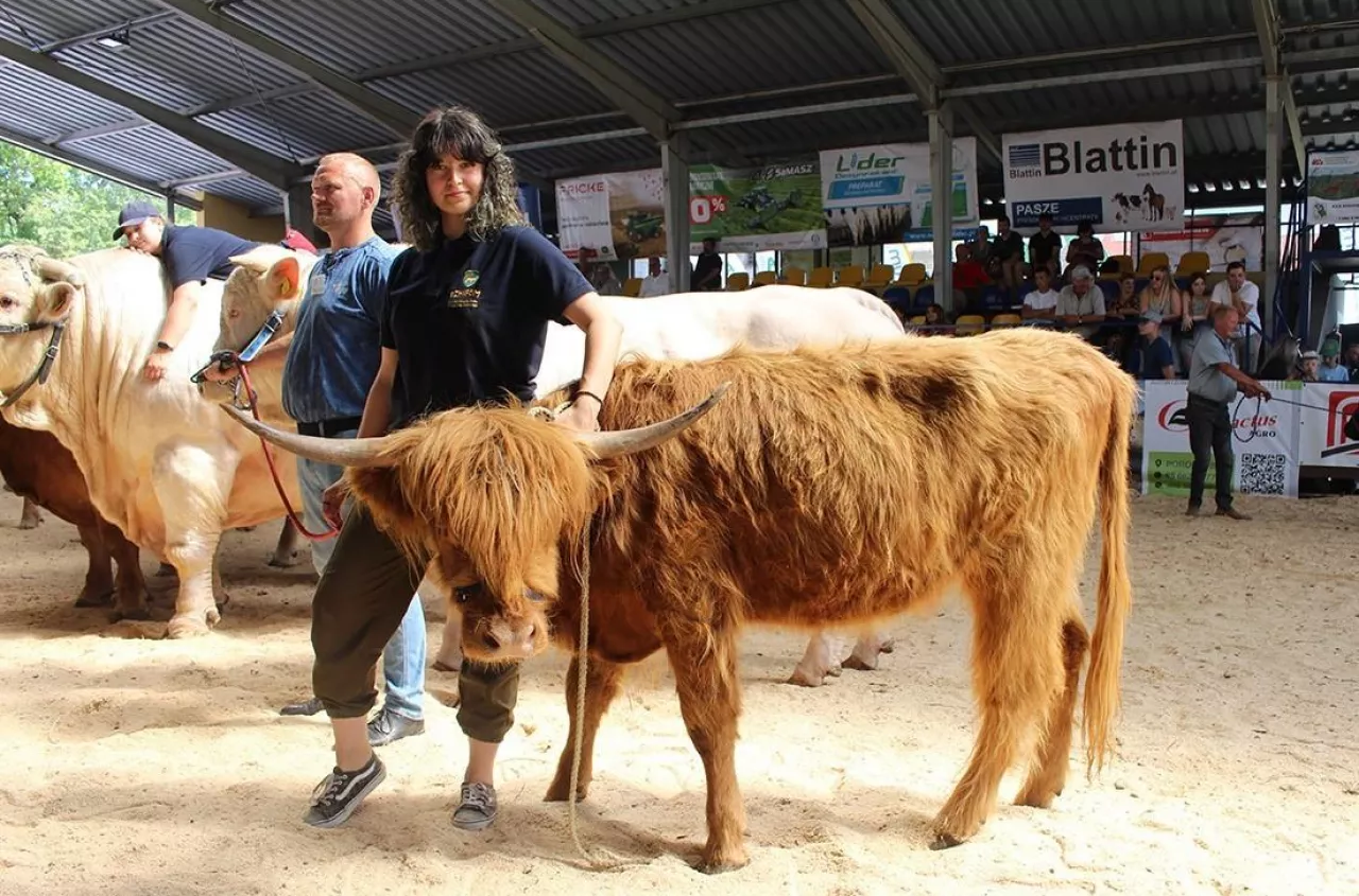 Krajowa Wystawa Bydła Mięsnego w Szepietowie 2024. LISTA czempionów