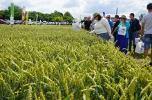 Zawsze w czerwcu, zawsze z dobrą pogodą. Dni Pola Hodowli Roślin Strzelce organizowane z firmą BASF Polska to już tradycja. Postęp hodowlany jest olbrzymi i coraz więcej plantatorów przekonuje się do tego, że to głównie nowe odmiany zwiększają potencjał plonowania.